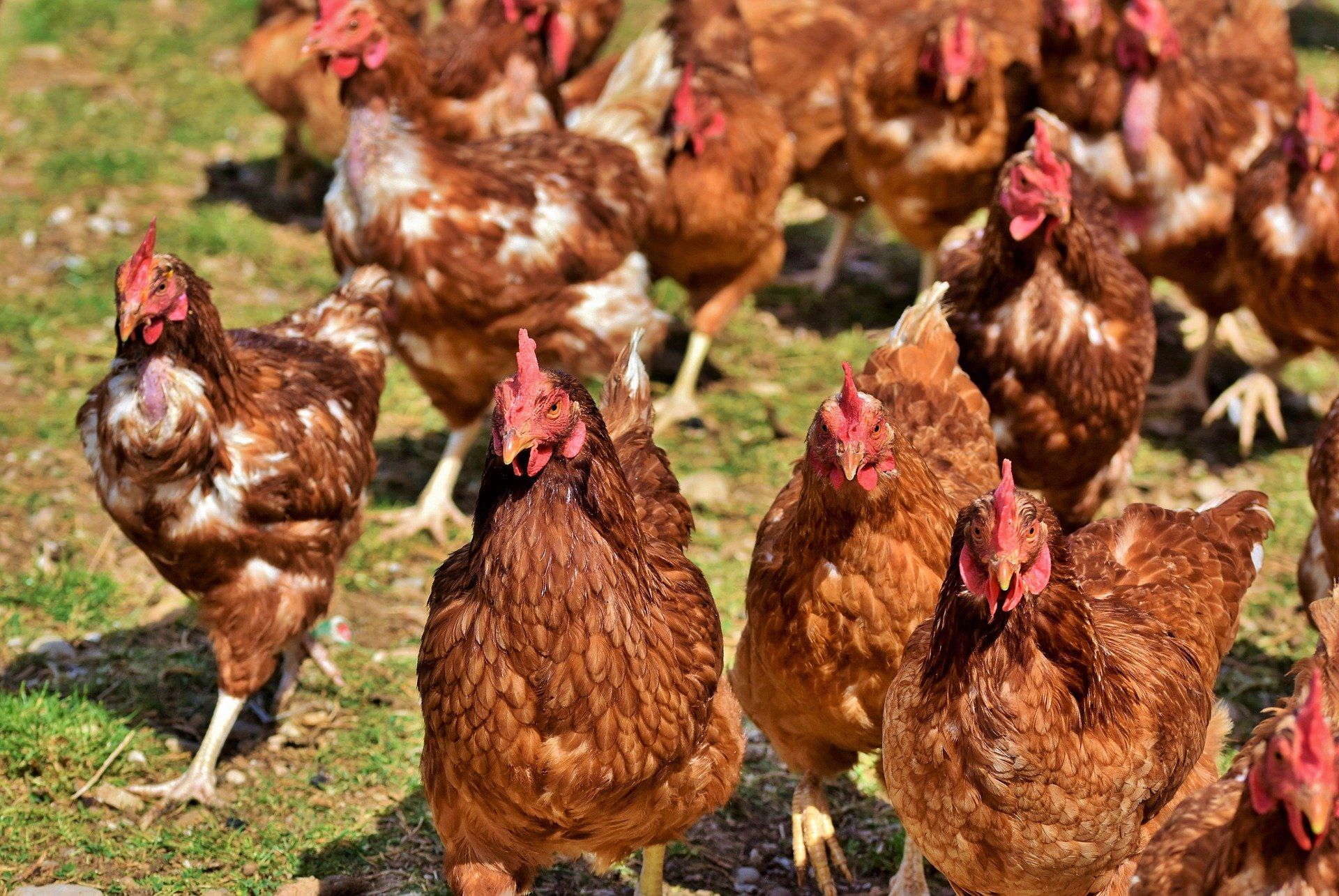 Grippe aviaire : confinement des volailles